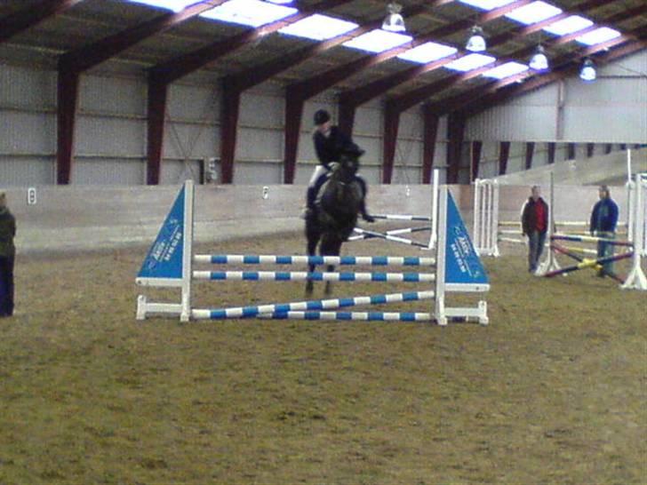 Anden særlig race Noir De Monique <3  R.I.P - spring på LSP, vi fik en 2.plads, samtidig vandt jeg spring 70 cm cuppen.. billede 8