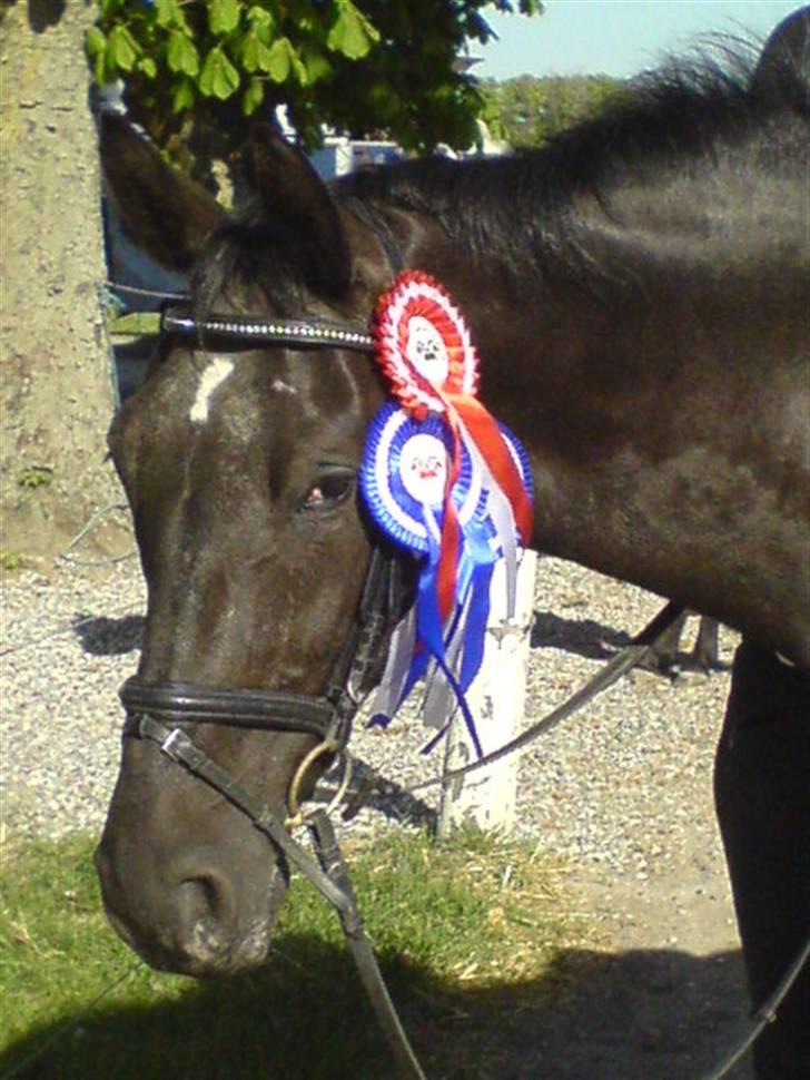 Anden særlig race Noir De Monique <3  R.I.P - NOR - 3-kamp, vi vandt agilityen, og blev nr. 2 i dressuren og spring, Blev samlet vinder af klassen, :D billede 10