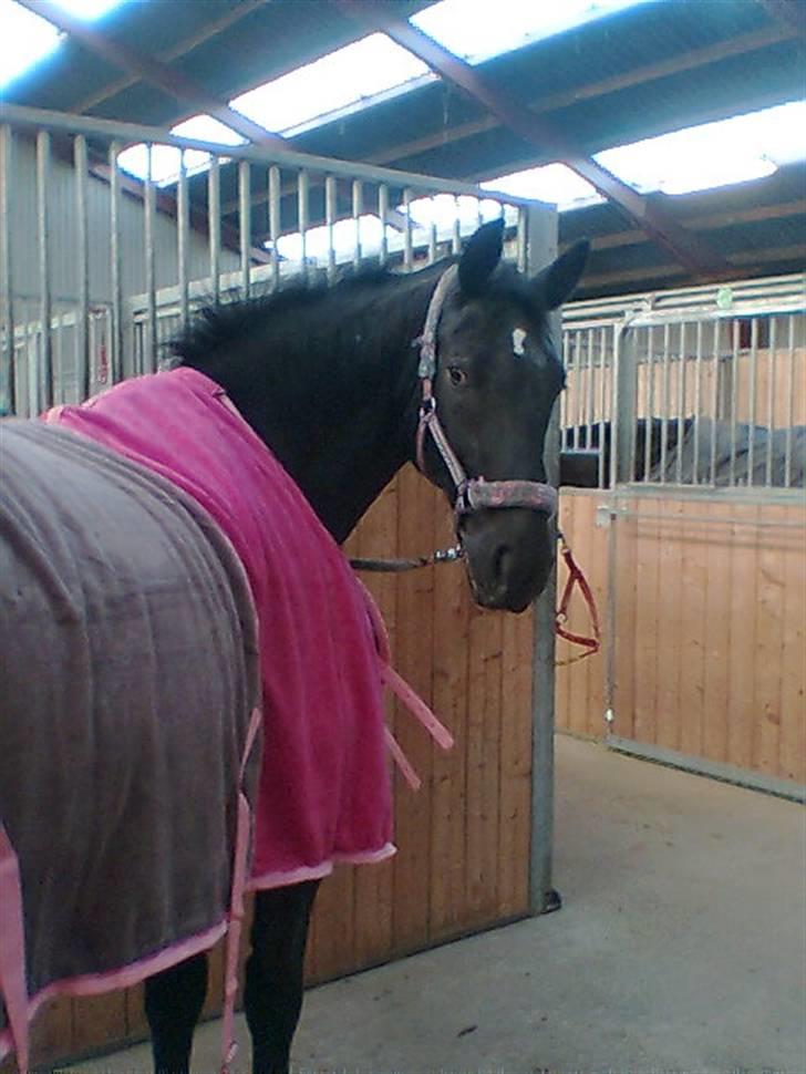 Anden særlig race Noir De Monique <3  R.I.P - Monique skulle lige prøve en af sine veninders tæpper, jaa det flot var Monique? ;) billede 11