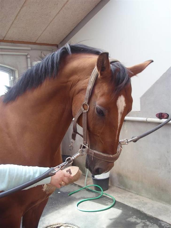 Dansk Varmblod Candor Højvang billede 4