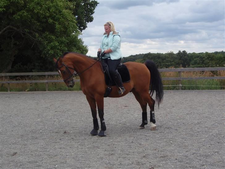 Dansk Varmblod Candor Højvang billede 5