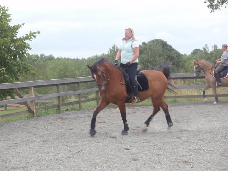 Dansk Varmblod Candor Højvang billede 6