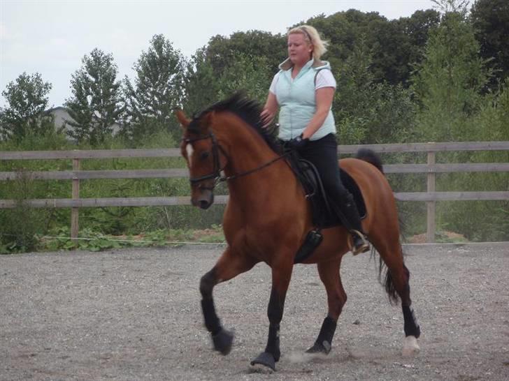 Dansk Varmblod Candor Højvang billede 7