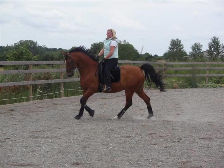 Dansk Varmblod Candor Højvang billede 8