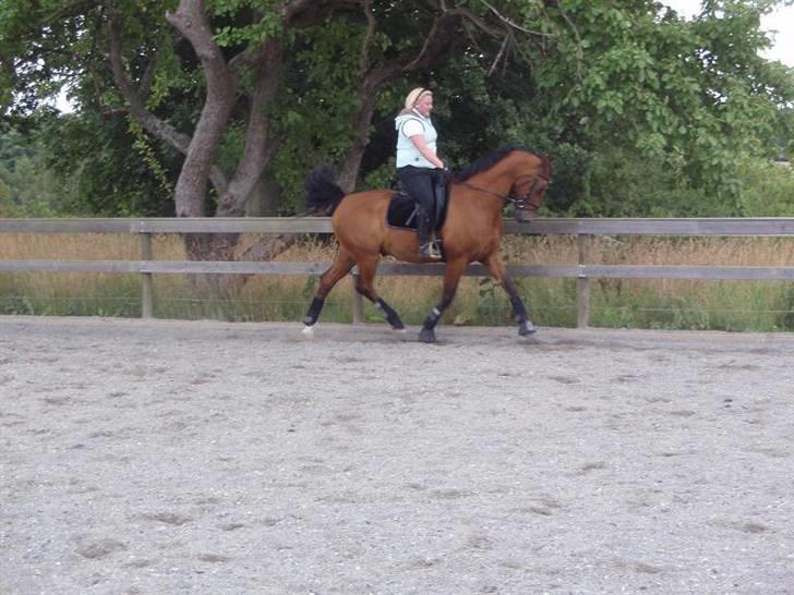 Dansk Varmblod Candor Højvang billede 9