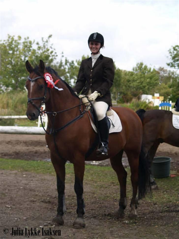 Dansk Varmblod Candor Højvang billede 10