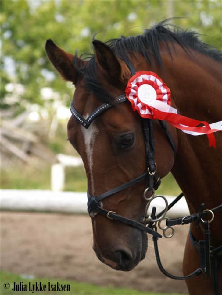 Dansk Varmblod Candor Højvang billede 11