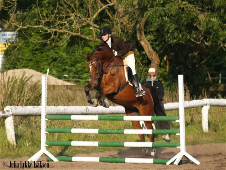 Dansk Varmblod Candor Højvang billede 12