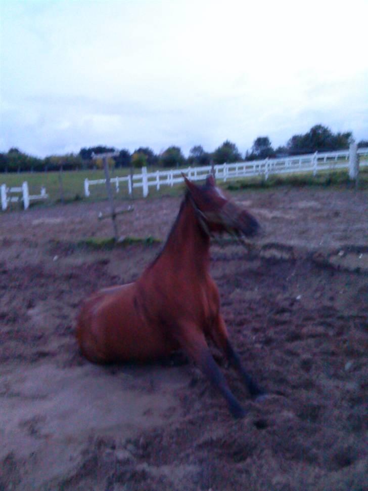 Sportsaraber (A) Angelique (savnet) - :D billede 11