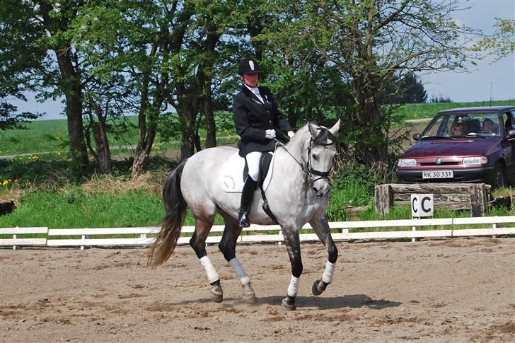 Polsk Varmblod Lille Karlshøj's Manon billede 9
