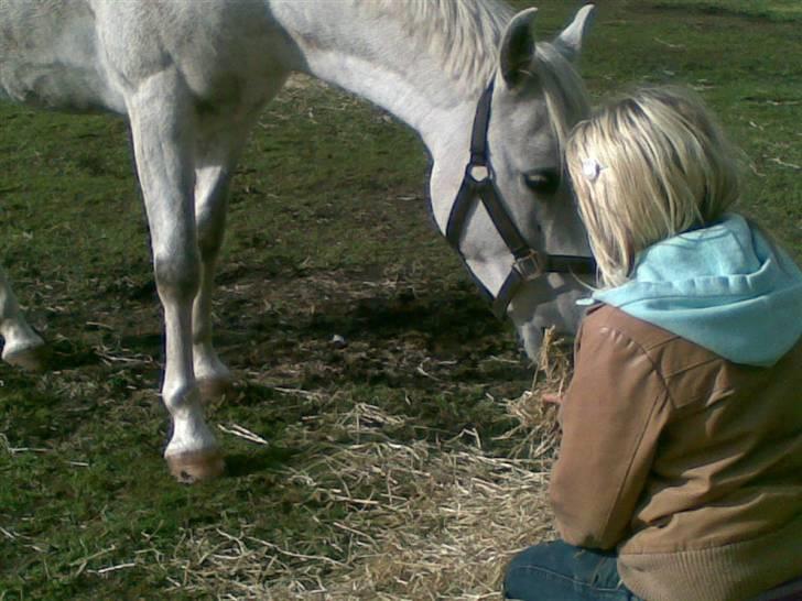 Anden særlig race Charmør( Solgt ) - Her sidder jeg stille sammen med Charmør. han næsten ikke røre ham uden han bakker tilbage så , men det lykkes da nogen gange. Han er begyndt stille at komme hen til en , men med det sammen jeg laver en forkert bevægelse bakker han hurtigt væk billede 5