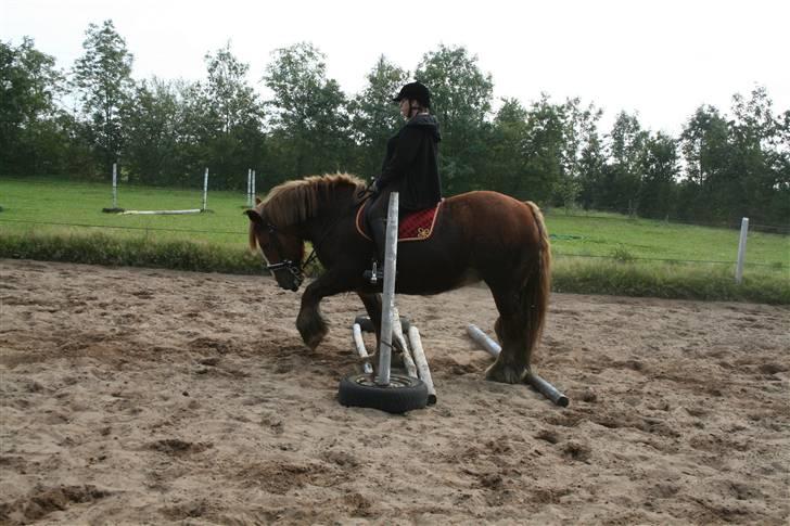 Jyde SMUKKE Sally *R.I.P.* - det er ikke bom-træning, det er bomleg... billede 15
