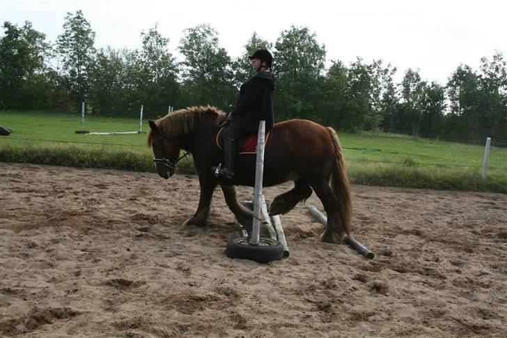 Jyde SMUKKE Sally *R.I.P.* - hun vælter selv spring ned, for at kunne lege med bommene, når de ligger på jorden... billede 16