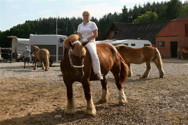 Jyde Freja - Da hun blev kåret i Schleswiger forbund, hun er så smuk, gik som én af de 4 bedste... billede 2