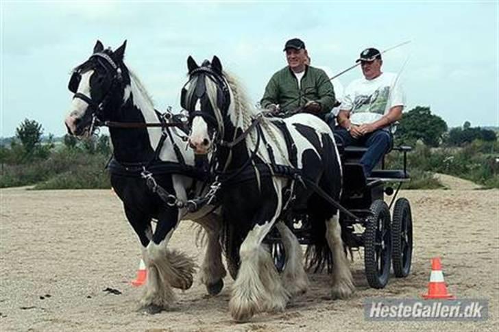 Irish Cob Dandy Boy - Dandy til højre billede 2