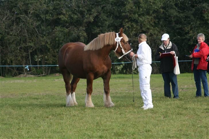 Jyde Freja - kåring ved Jydsk 2008 billede 6