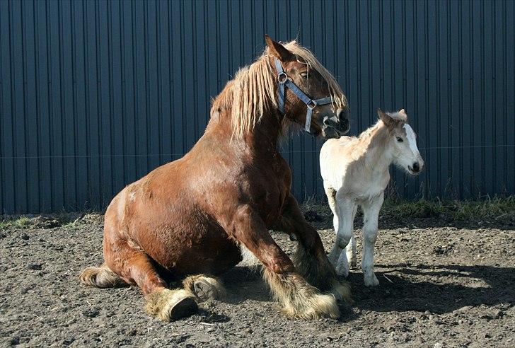 Jyde Freja - Første gang ude med Mick billede 7