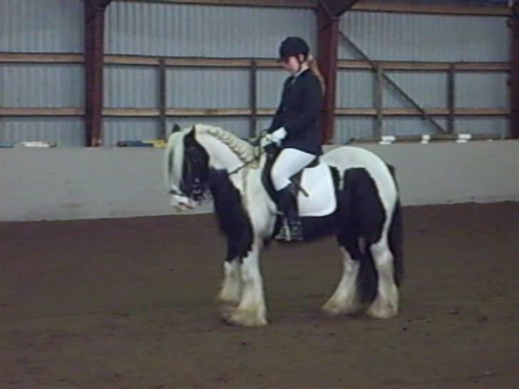 Irish Cob Dandy Boy - Dandy til stævne i VCRL billede 3