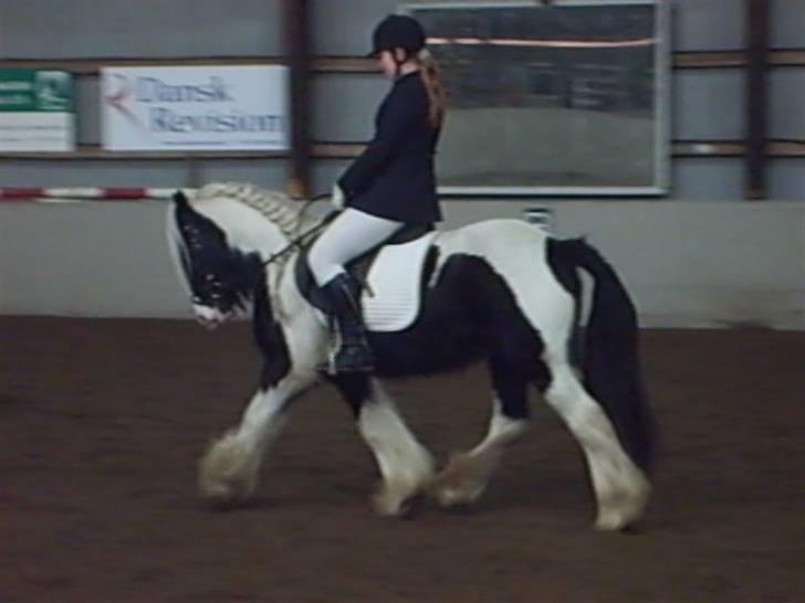 Irish Cob Dandy Boy billede 4