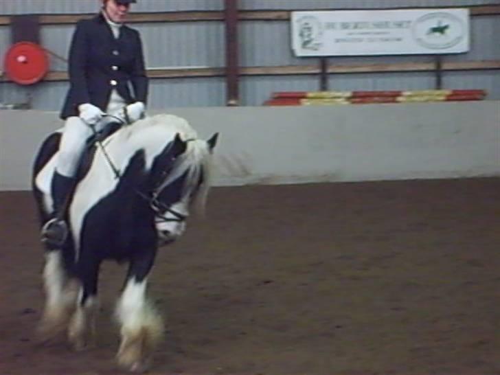 Irish Cob Dandy Boy billede 5