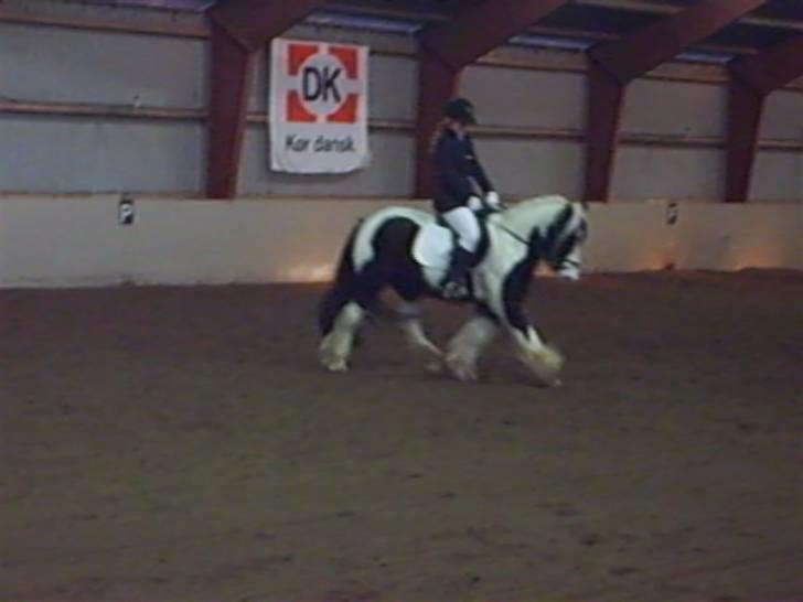 Irish Cob Dandy Boy billede 6