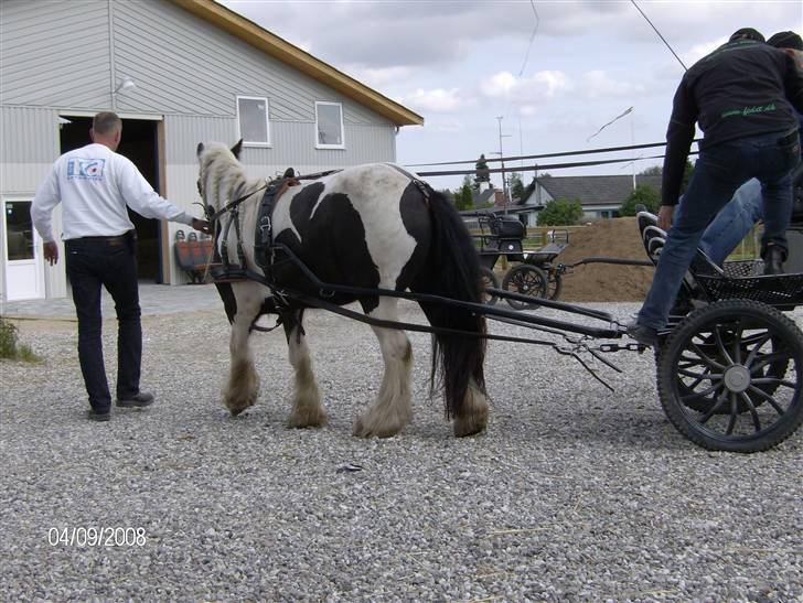 Irish Cob Dandy Boy - Dandy for vogn 2. gang billede 7