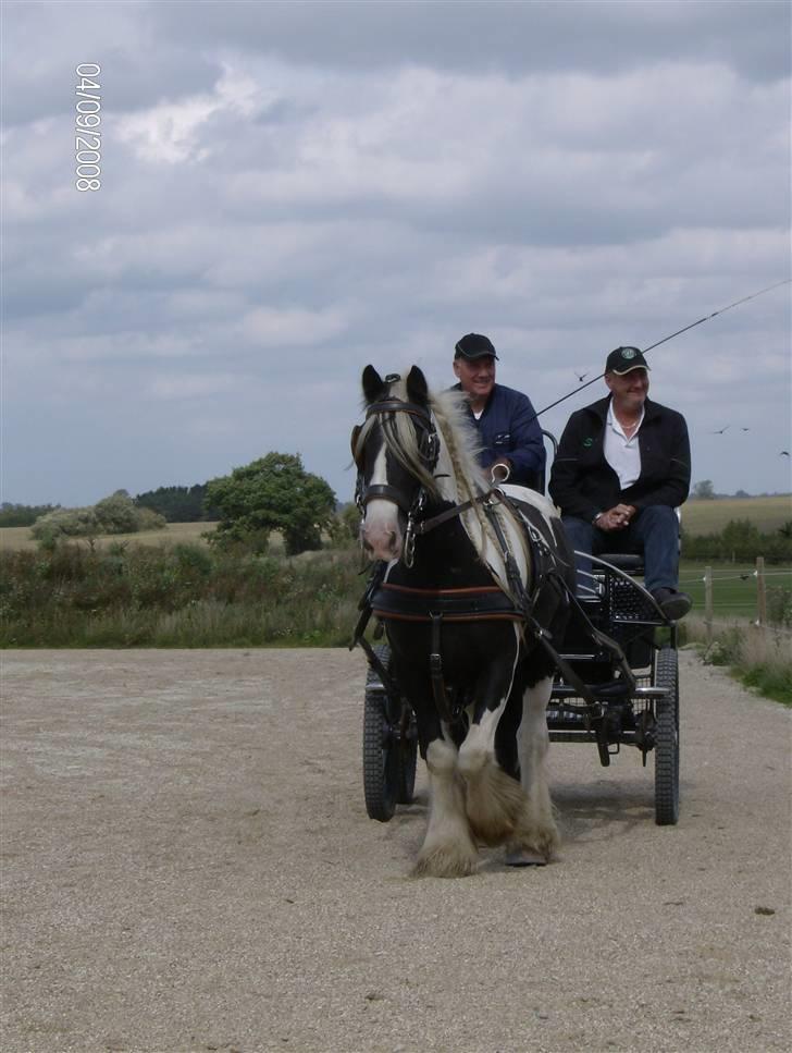 Irish Cob Dandy Boy billede 8