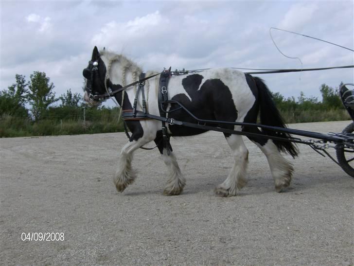 Irish Cob Dandy Boy billede 9