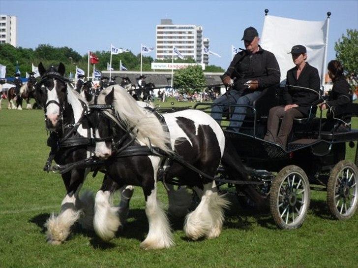 Irish Cob Dandy Boy - 2009 Odense dyrskue billede 10