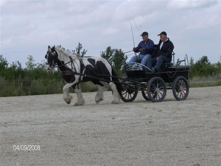 Irish Cob Dandy Boy billede 11