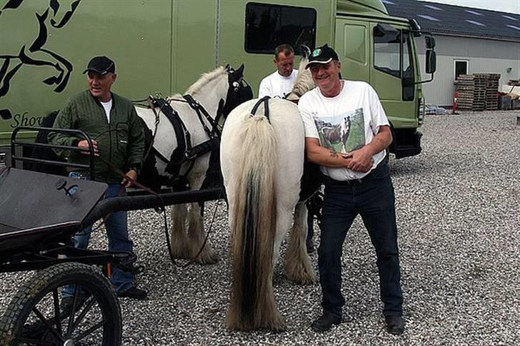 Irish Cob Dandy Boy - Moustafar skal lige ha´ hjælp med at komme på plads billede 12