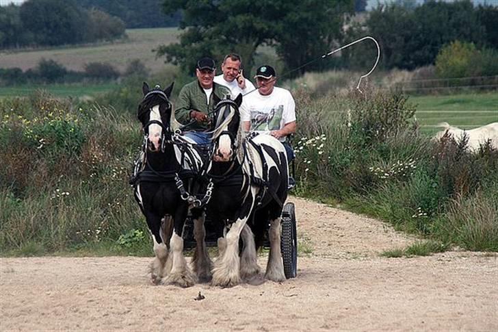 Irish Cob Dandy Boy - Det er Dandy med den hvide pandelok billede 14