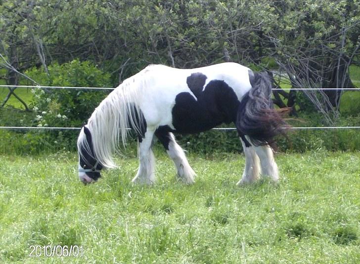Irish Cob Dandy Boy - 1/6 2010: Han er nu smuk ham Dandy:-) billede 15