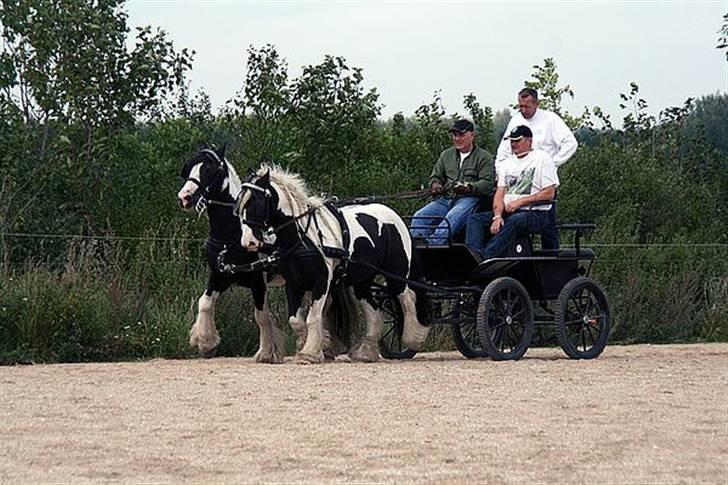 Irish Cob Dandy Boy billede 16