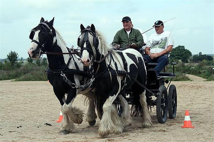 Irish Cob Dandy Boy billede 17