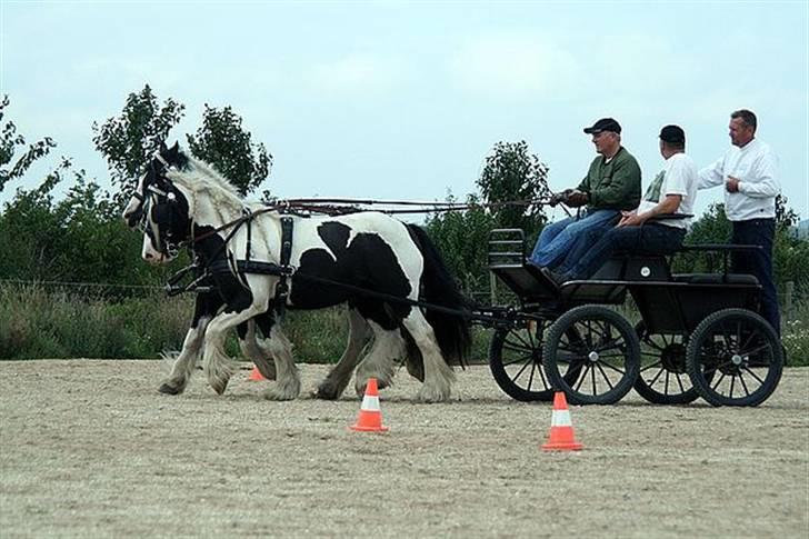 Irish Cob Dandy Boy billede 18