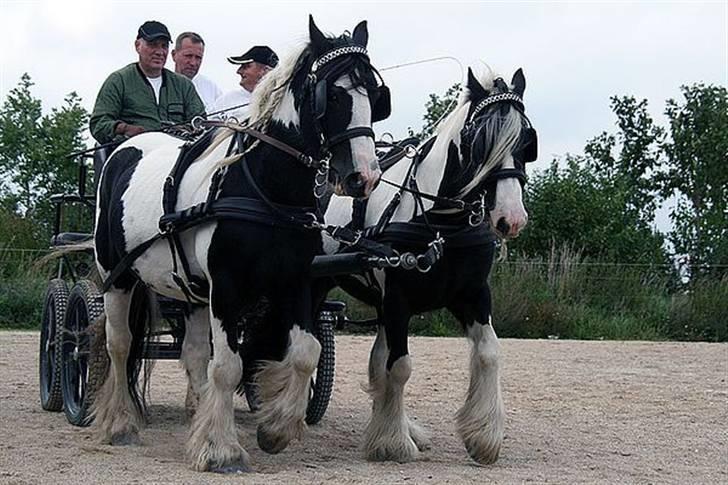Irish Cob Dandy Boy - flot par billede 19