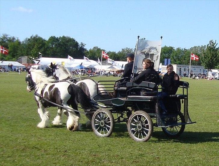 Irish Cob Dandy Boy - 2009 Odense dyrskue billede 20
