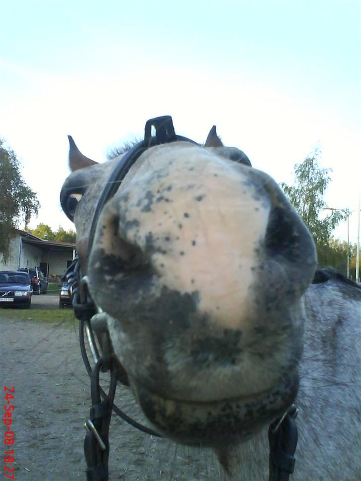 Anden særlig race Tøsen RIP. - »NYT« haha!?. tølle er nyskærig ?! ily. »foto:mig *med mobil* « billede 11