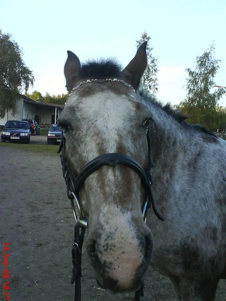 Anden særlig race Tøsen RIP. - »NYT« tølle efter spring træning(: ily. <3. »foto:mig*med mobil i;*« billede 12