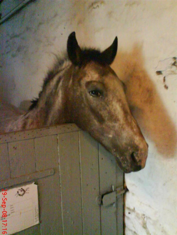 Anden særlig race Tøsen RIP. - »NYT« tølle slapper af efter dresur træning(: <333333 ihhh?!. du var så dygligt(: fik dig ligt til bidet :D ihh du var go´ ily.<3 »foto:lottepotte(: tak søde.<3« billede 13