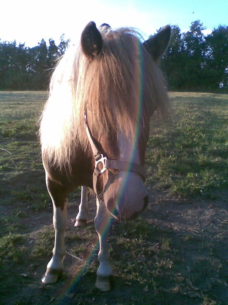 Miniature Indi - Den skønne Indi billede 1