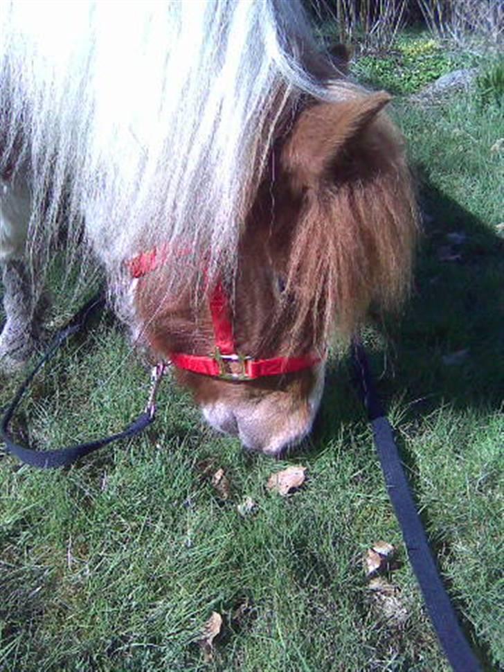 Miniature Indi - Lad mig lige se om der er lidt mad til mig billede 2