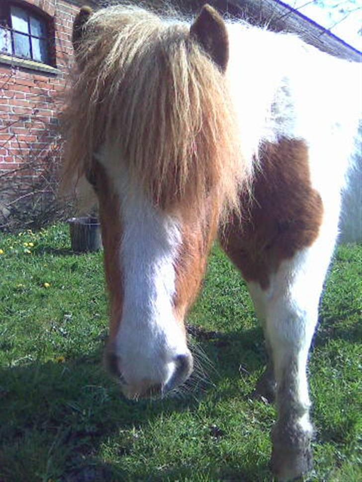 Miniature Indi - Skal jeg se charmerende ud billede 3