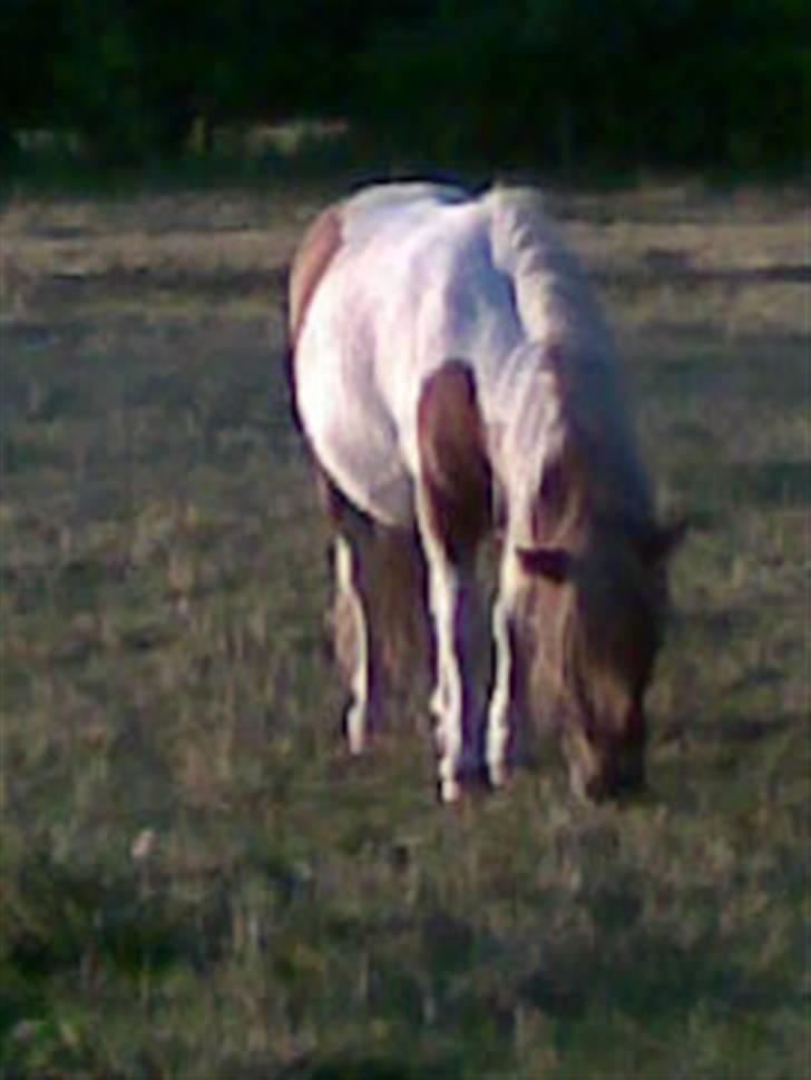 Miniature Indi - Jeg spiser altså nu billede 4