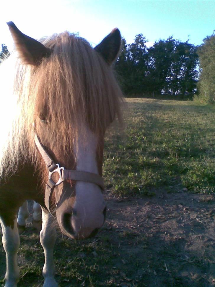 Miniature Indi - Se lige at få taget det billede af mig billede 5