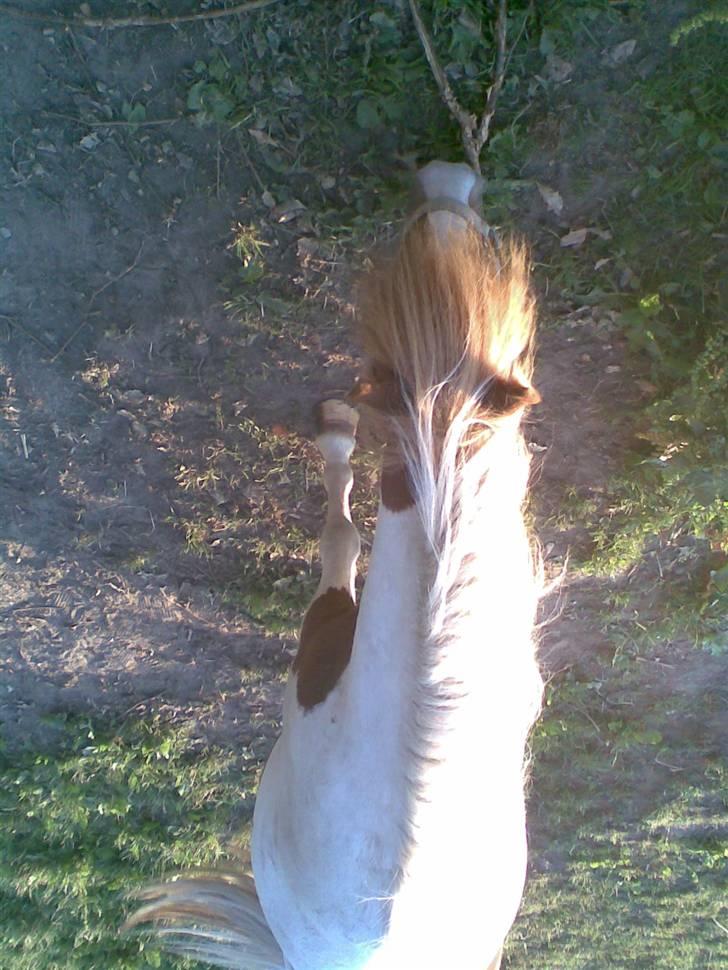 Miniature Indi - Jeg har ikke tid billede 6