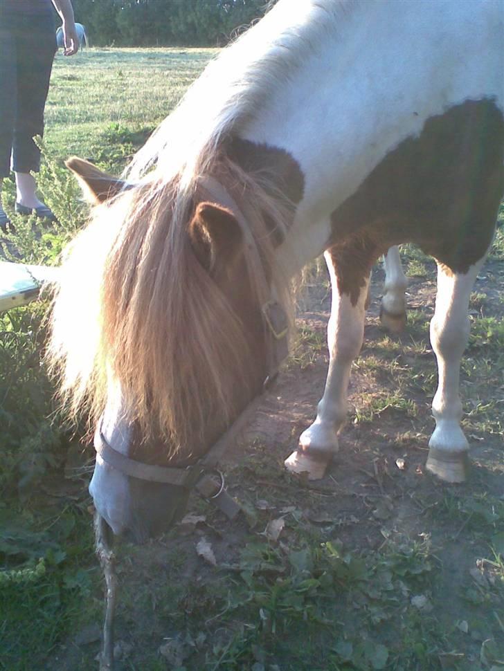 Miniature Indi - Uhm der er mad billede 7