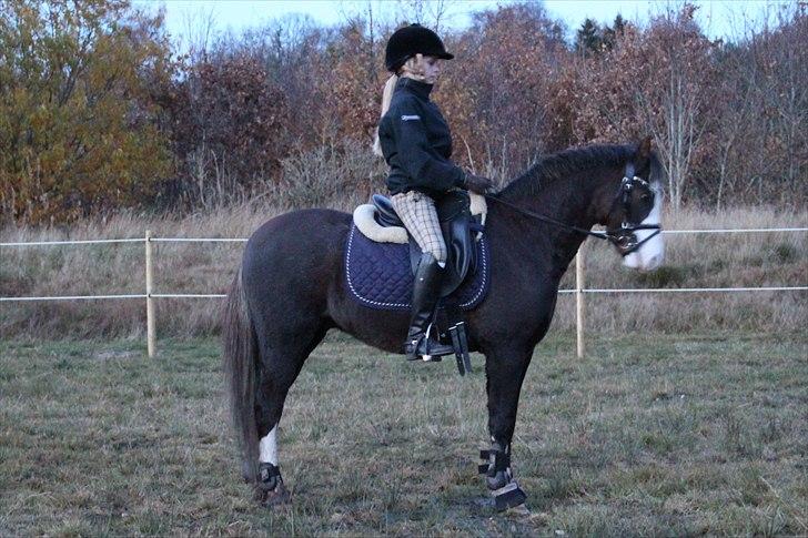 Welsh Pony (sec B) Bjerregårds Boomerang - {19}  intet kan beskrive hvor meget jeg elsker dig!  billede 19