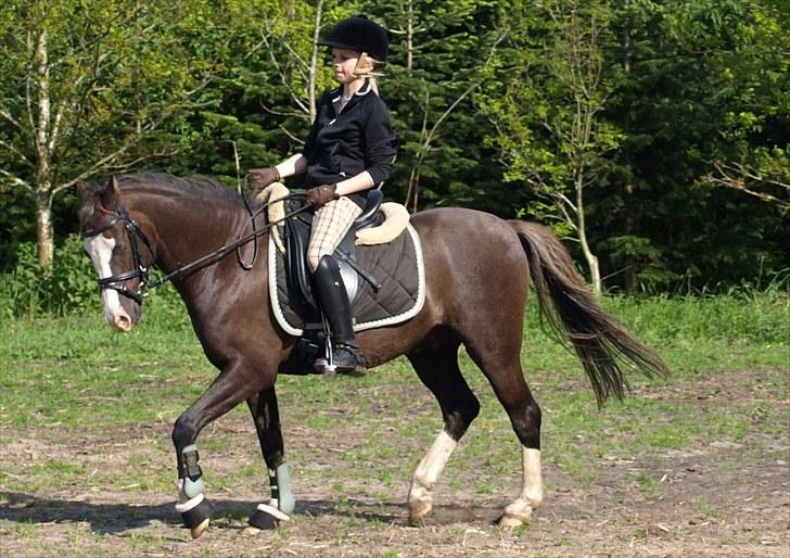 Welsh Pony (sec B) Bjerregårds Boomerang - {20} jeg elsker dig pus i;. billede 20